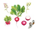 Realistic botanic watercolor illustration of red radish Raphanus sativus Royalty Free Stock Photo