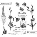 Realistic Botanical ink sketch of chicory root, flowers, powder, bottle isolated on white background, floral herbs