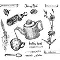 Realistic Botanical ink sketch of chicory root, flowers, powder, teapot, tea cup and spoon isolated on white background Royalty Free Stock Photo