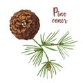 Realistic Botanical ink sketch of colorful fir tree branches with pine cone on white background. Vector illustrations Royalty Free Stock Photo