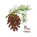 Realistic Botanical ink sketch of colorful fir tree branches with pine cone on white background. Vector illustrations Royalty Free Stock Photo