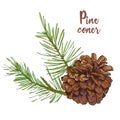 Realistic Botanical ink sketch of colorful fir tree branches with pine cone on white background. Vector illustrations Royalty Free Stock Photo