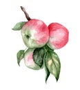 Realistic botanical watercolor illustration of red apple fruit. branch of green leaves Royalty Free Stock Photo