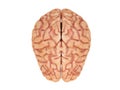 Realistic brain from side or front view isolated on a white background 3d rendering