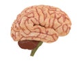 Realistic brain from side or front view isolated on a white background 3d rendering