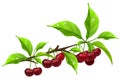 Realistic branch with ripe cherry