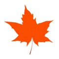 Realistic bright orange maple leaf isolated on white background. Vector illustration. Autumn is here. Fall season. Fallen golden Royalty Free Stock Photo