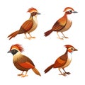 Realistic Brown-crowned Tchagra Bird Illustration Royalty Free Stock Photo