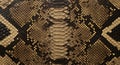 Realistic brown python snake skin texture macro Royalty Free Stock Photo