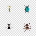 Realistic Bug, Ant, Tarantula And Other Vector Elements. Set Of Bug Realistic Symbols Also Includes Pismire, Blue