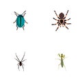 Realistic Bug, Tarantula, Grasshopper And Other Vector Elements. Set Of Insect Realistic Symbols Also Includes