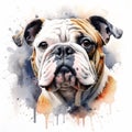 Realistic Bulldog Watercolor Painting Hyper-detailed Portrait Illustration Royalty Free Stock Photo