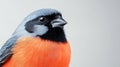 realistic of a bullfinch with a focused and serene expression, positioned on a vivid white Royalty Free Stock Photo