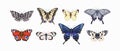 Realistic butterflies drawings set. Different moths species drawn in vintage style. Flying insects with wings. Beautiful