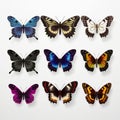 Realistic Butterfly Set: Colorful Butterflies With Light And Shadow Royalty Free Stock Photo