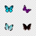 Realistic Butterfly, Spicebush, Sky Animal And Other Vector Elements. Set Of Butterfly Realistic Symbols Also Includes Royalty Free Stock Photo