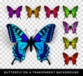 Realistic butterfly on transparent background