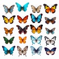 Realistic Butterfly Vector Images: Colorful Butterflies On Transparent Background