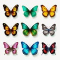 Realistic Butterfly Vector Images: Colorful And Detailed Illustrations