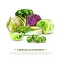 Realistic Cabbage Illustration