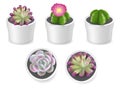 Cactus and succulent plants in pots, vector isolated illustration Royalty Free Stock Photo