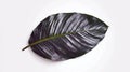 Realistic calathea leaf with intricate texture on clean white background Royalty Free Stock Photo