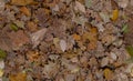 Realistic camouflage seamless pattern. Fall autumn leaves