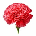 Realistic Carnation Photo: High Quality, Beautiful Detail, Isolated On White
