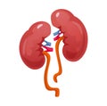 Realistic cartoon kidney icon isolated on white background