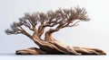 realistic cedarwood tree Royalty Free Stock Photo