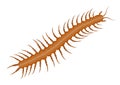 Realistic centipede vector illustration