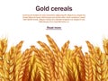 Realistic cereals vector background template. Ears of rye, wheat, barley isolated on white backdrop