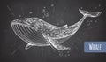 Realistic chalk drawing illustration of whale on grunge background.