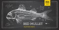 Realistic chalk drawing mullus fish. Seafood menu design