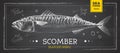 Realistic chalk drawing scomber fish. Seafood menu design