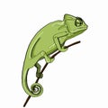 realisticchameleon coloringdrawing illustration white background