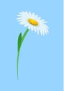 Realistic Chamomile Blossom on Sky Blue Backdrop