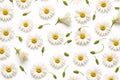 Realistic Chamomile Daisy Flower Bud and Stems Pattern on White Background