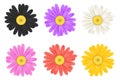 Realistic chamomile daisy flower icon collection Royalty Free Stock Photo