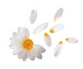 Realistic Chamomile Flower with flying petals isolated on White Background. Vector Illustration Royalty Free Stock Photo
