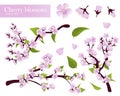 Realistic Cherry blossom Royalty Free Stock Photo