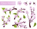 Realistic Cherry blossom Royalty Free Stock Photo