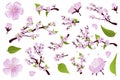 Realistic Cherry blossom Royalty Free Stock Photo