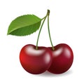 Realistic cherry isolated