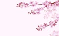 Realistic chinese pink sakura background on soft rose background. Oriental pattern flower blossom spring background. 3D