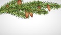 Realistic Christmas tree branch with young cones. Vector illustration. Royalty Free Stock Photo