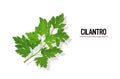 Realistic cilantro tasty fresh herb green leaves healthy food concept horizontal