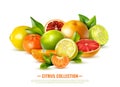Realistic Citrus Fruit Illustration Royalty Free Stock Photo