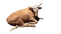 Brown cow isolated on a white background
