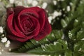 Real Single red rose closeup romantic wedding valentine setting with water droplets